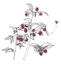 framboise
